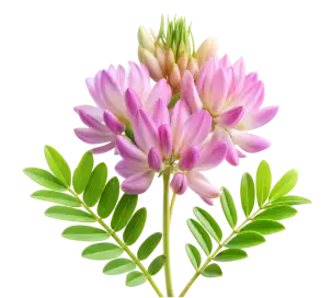Astragalus