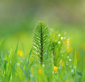 dvr stem prostata - coada calului