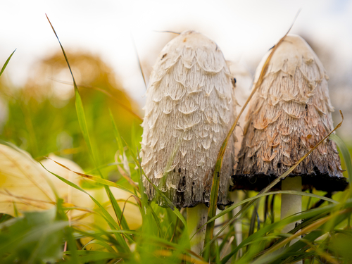 Ciuperca de cernală - Buretele cu perucă