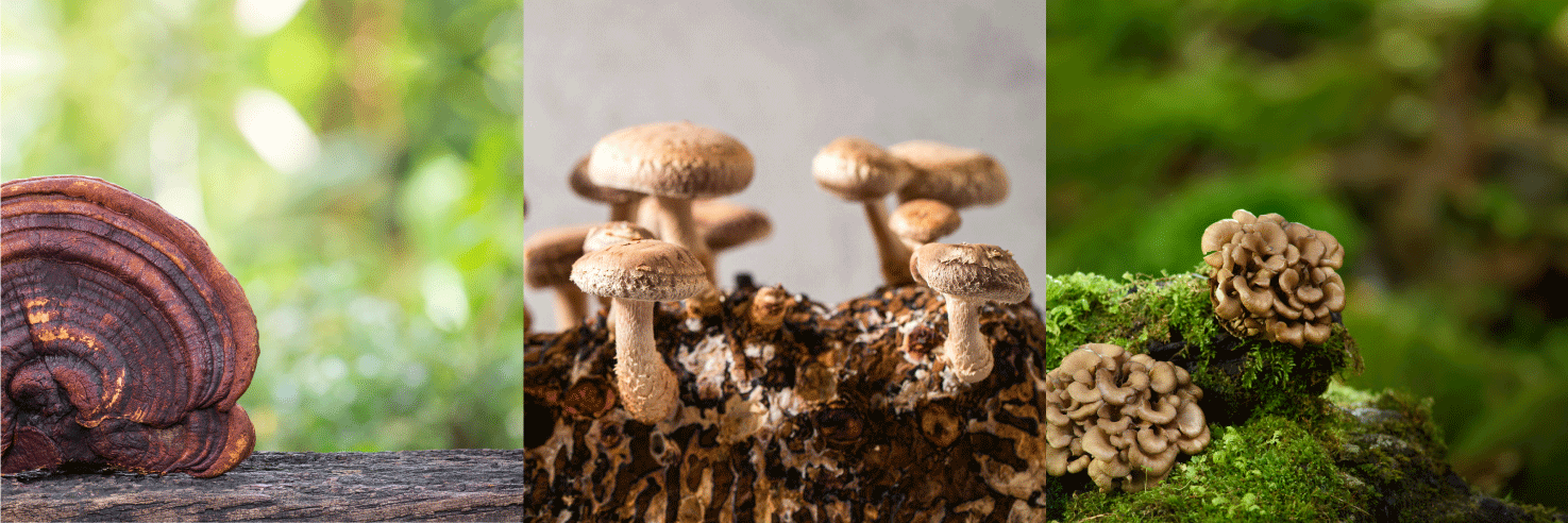 Reishi + Shiitake + Maitake