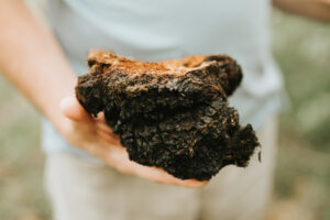 Chaga - ciupercă