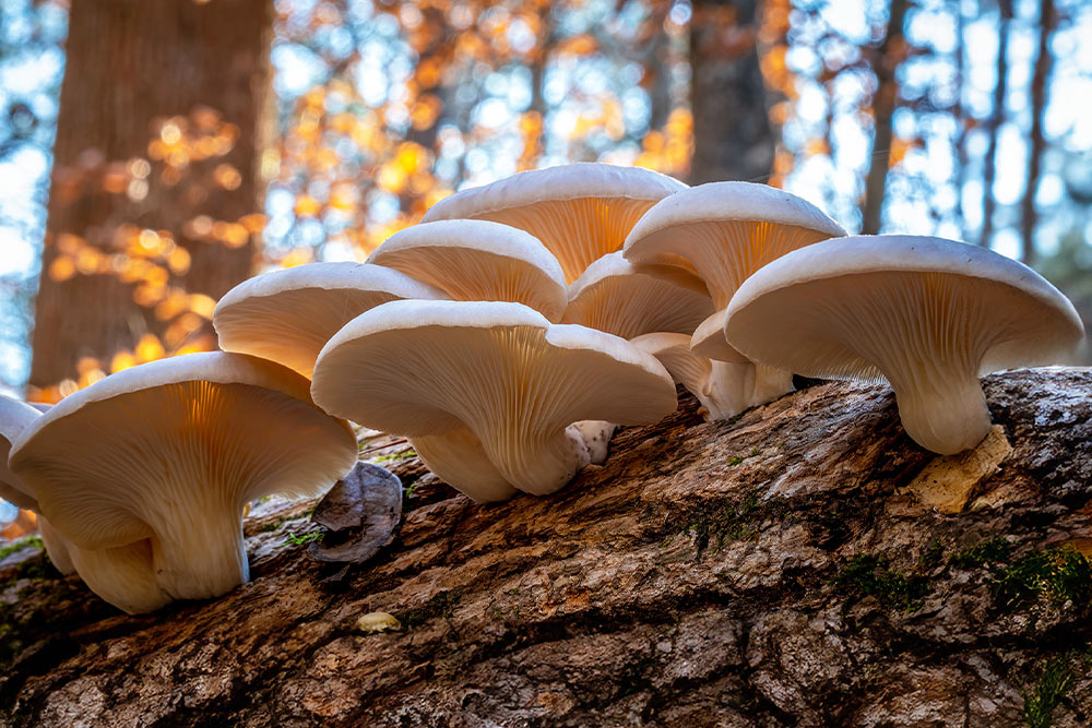 Pleurotus stimulează răspunsul imunitar și reglează metabolismul glucidelor
