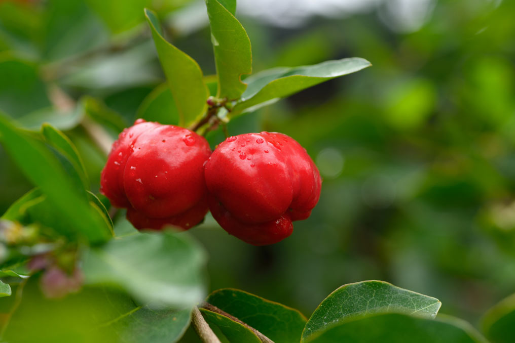 Acerola vitamina C Alcalină