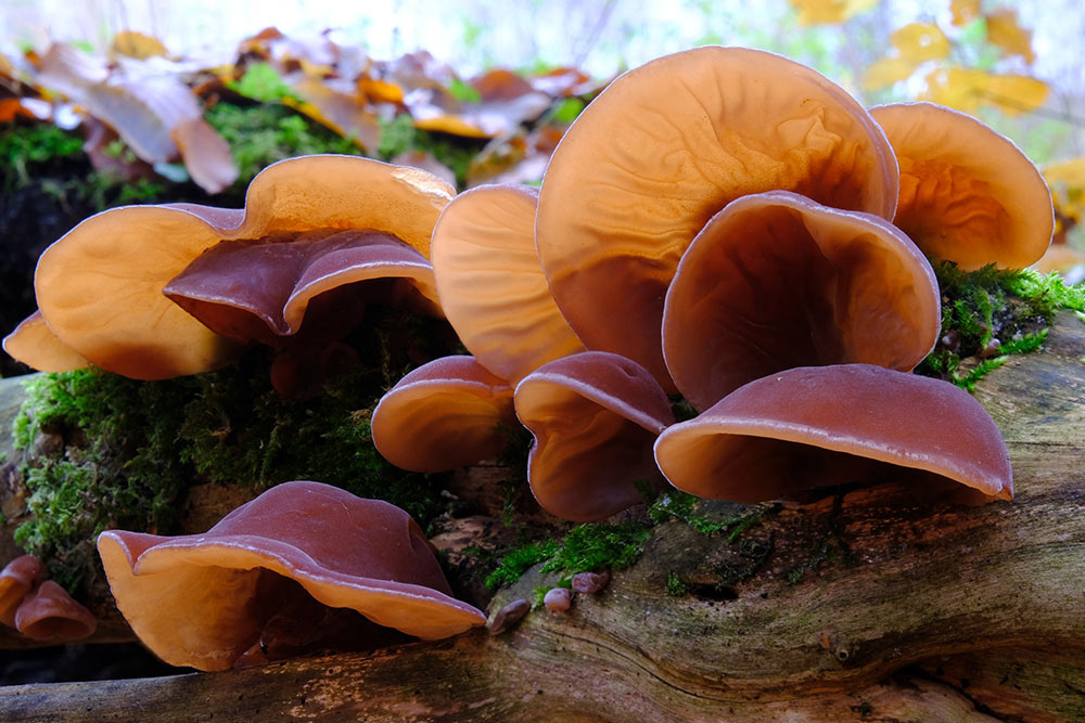 Ciuperca medicinală Auricularia - întărește imunitatea prin echilibrarea microbiomului intestinal