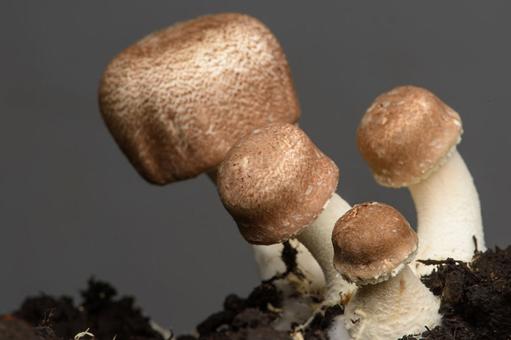 Agaricus - adjuvant în tratamentul cancerelor și în imunodeficiențe
