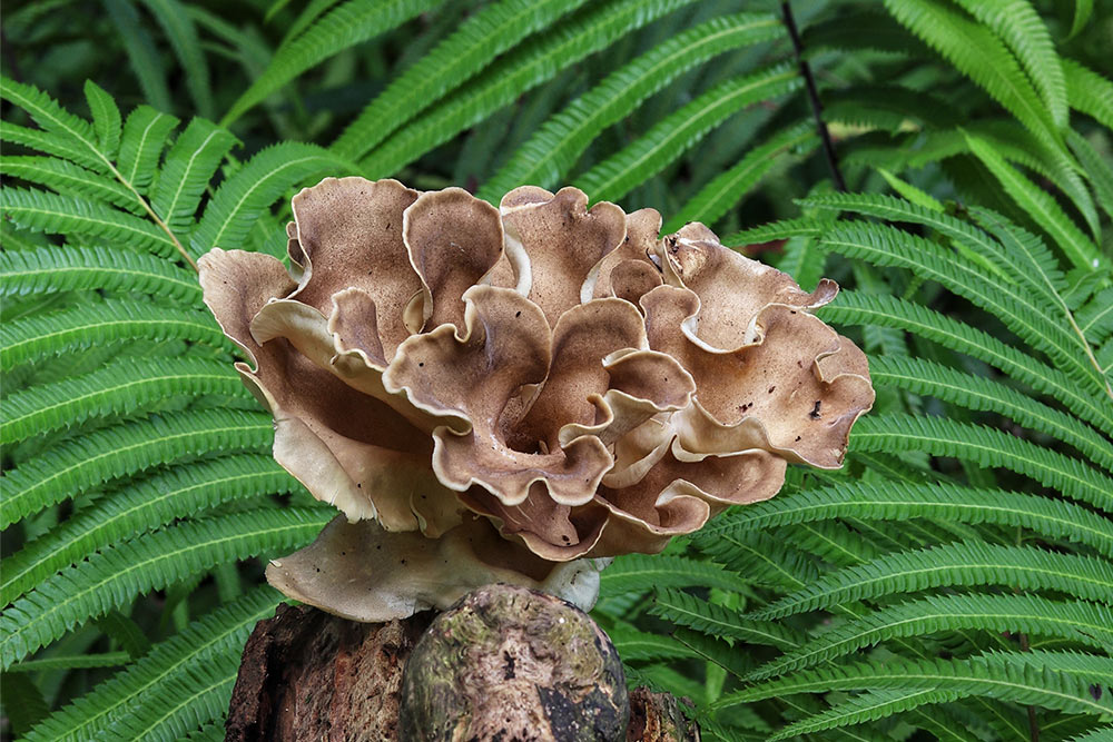Ciuperca medicianală Polyporus stimulează regenerarea hepatică