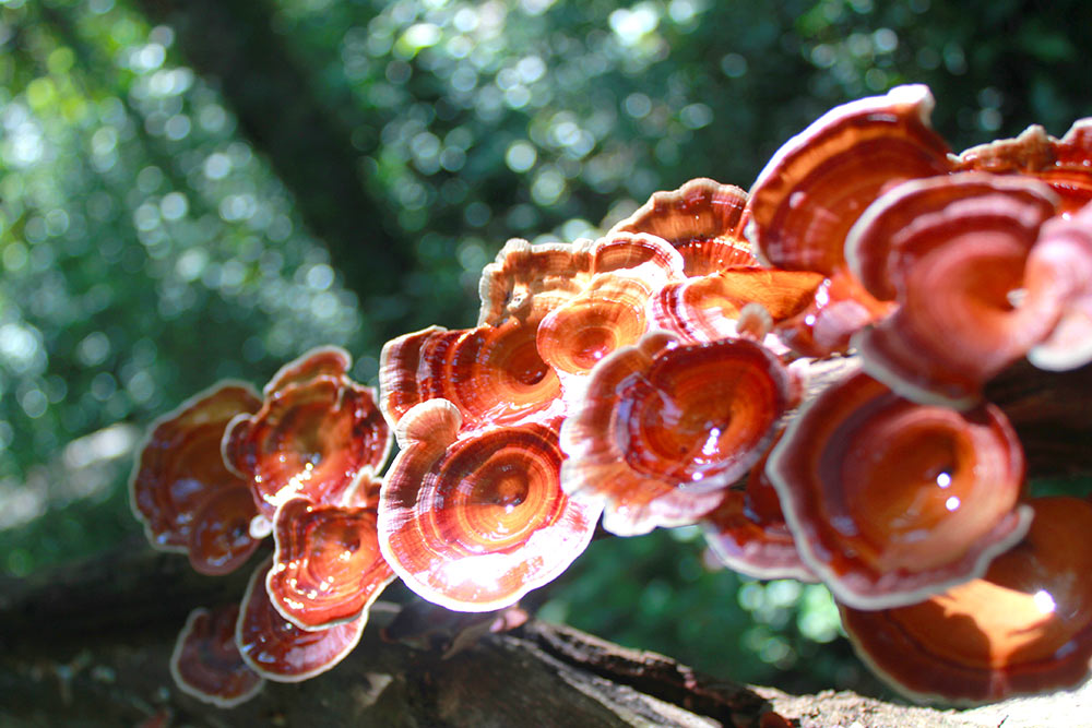reishi ciuperca medicinala