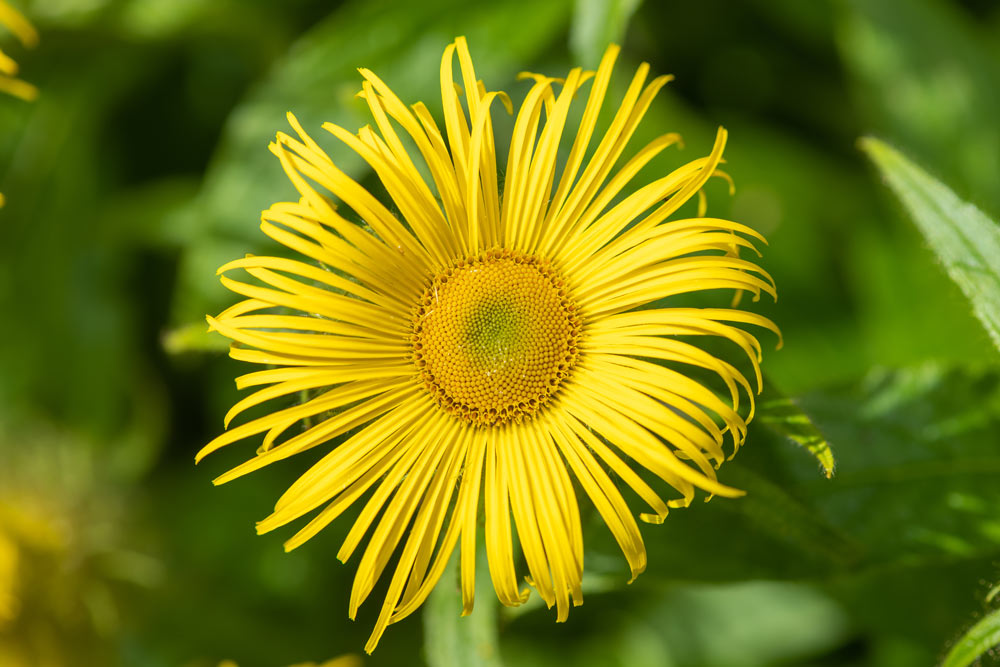 Iarba mare, un expectorant natural, sprijină detoxifierea plămânilor
