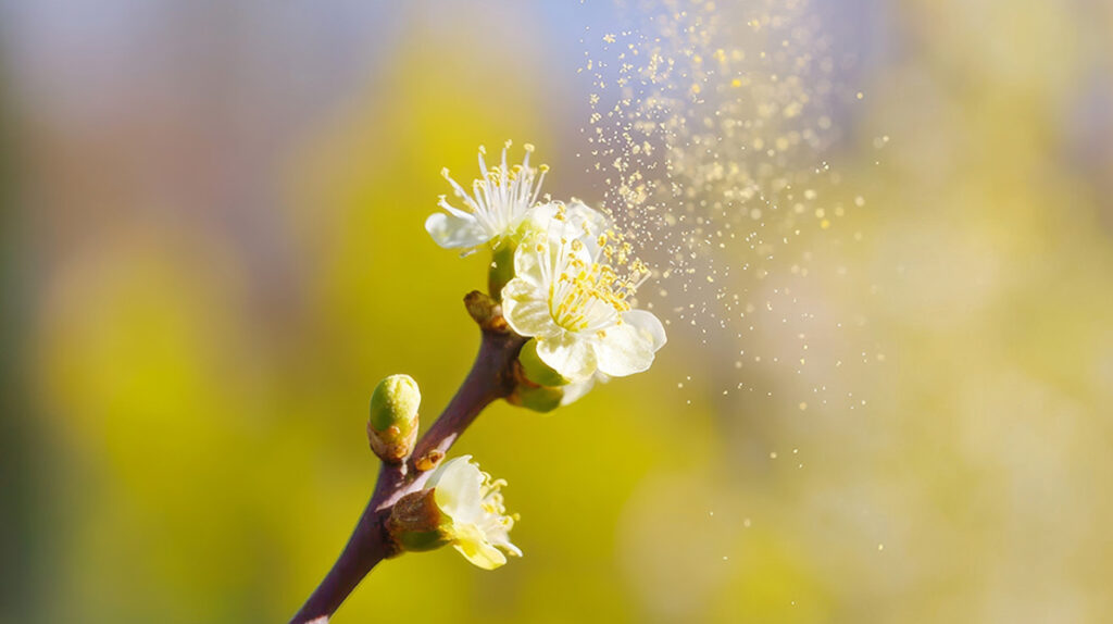Alergia la polen - remedii naturale