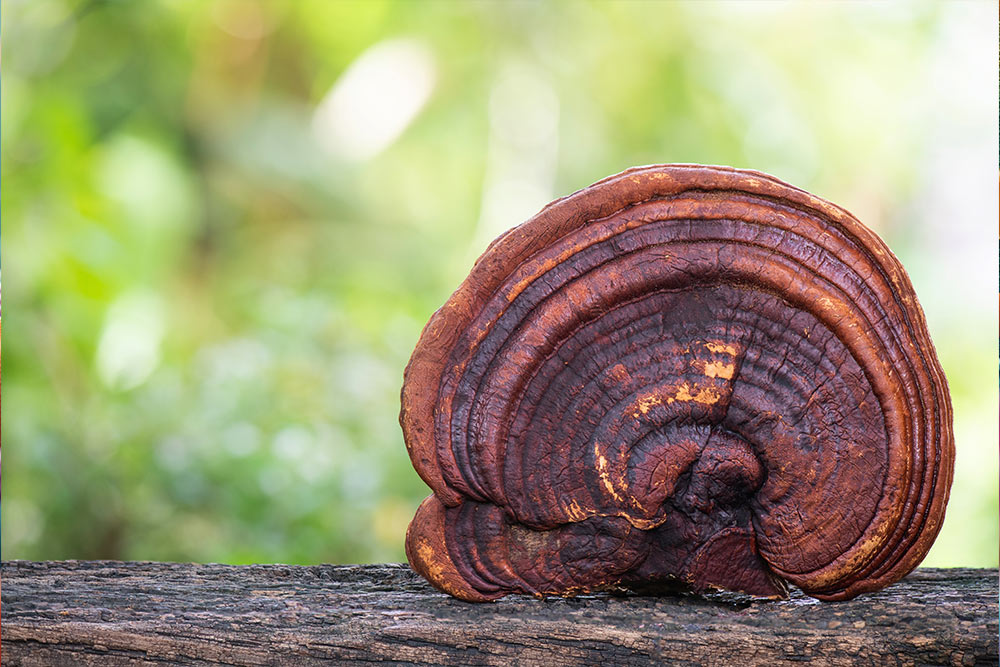Reishi Ganoderma - ciuperca medicinală "campioană" în reglarea sistemului imunitar