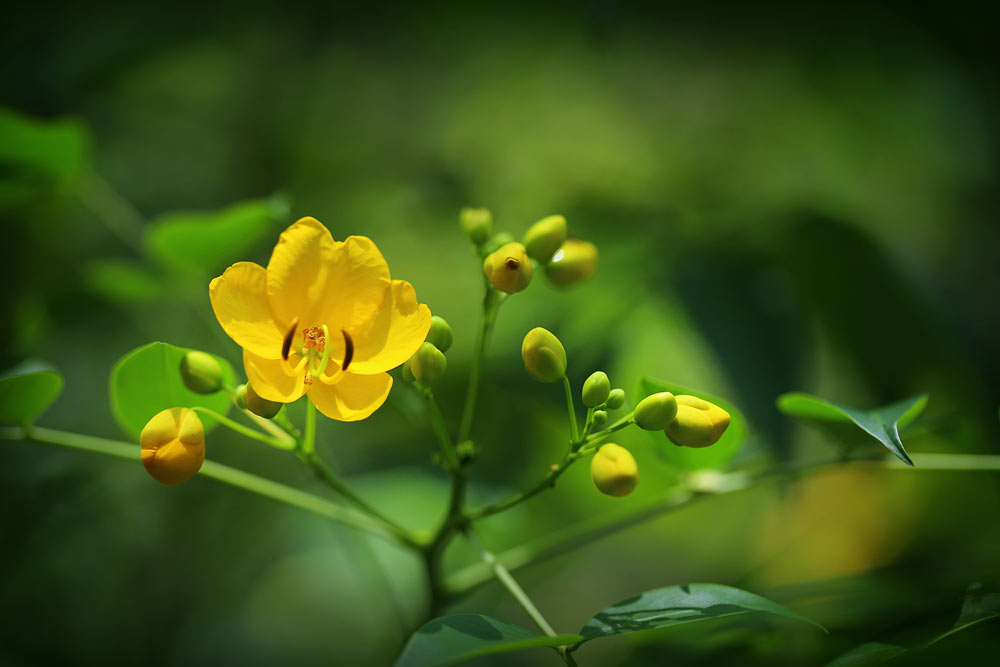 Senna cu efect laxativ, pentru detoxifiere