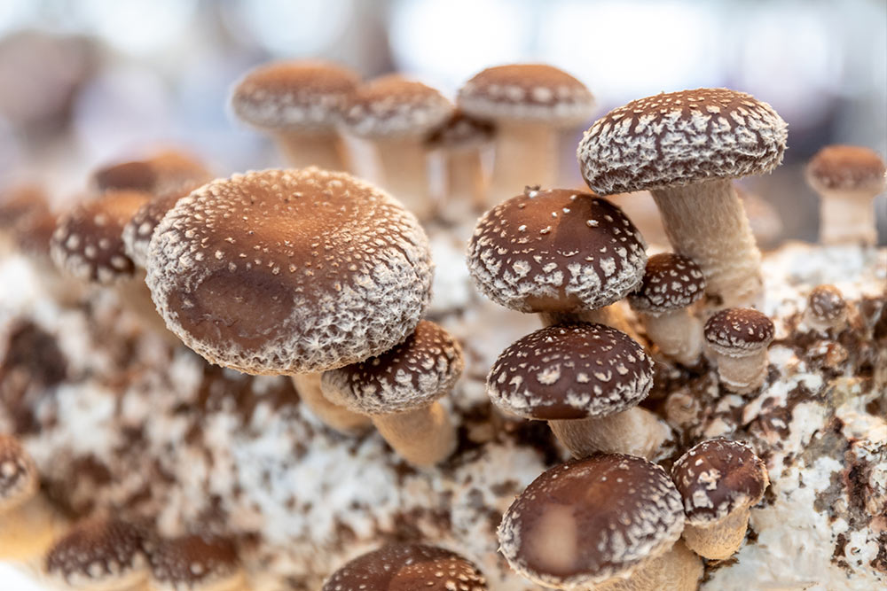Ciuperca medicinală Shiitake stimulează imunitatea antitumorală