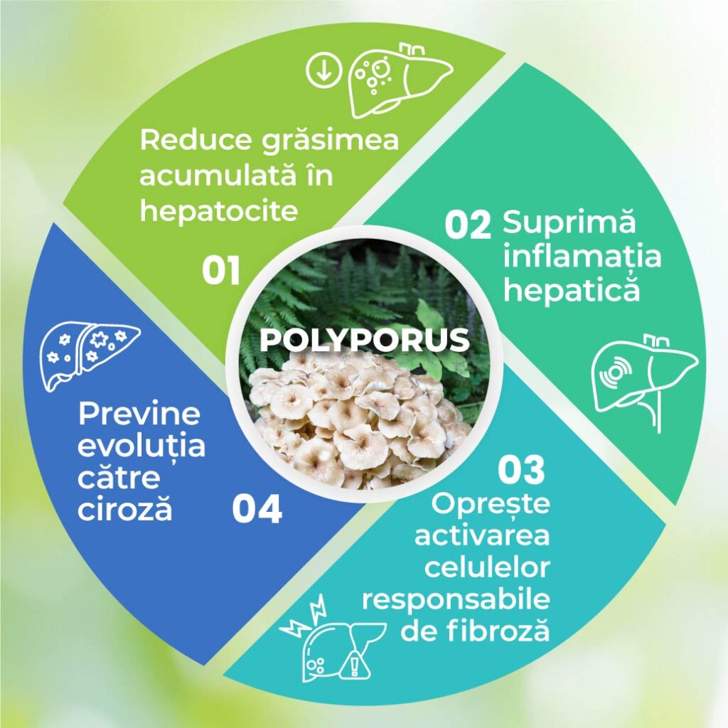 Polyporus pentru sănătatea ficatului