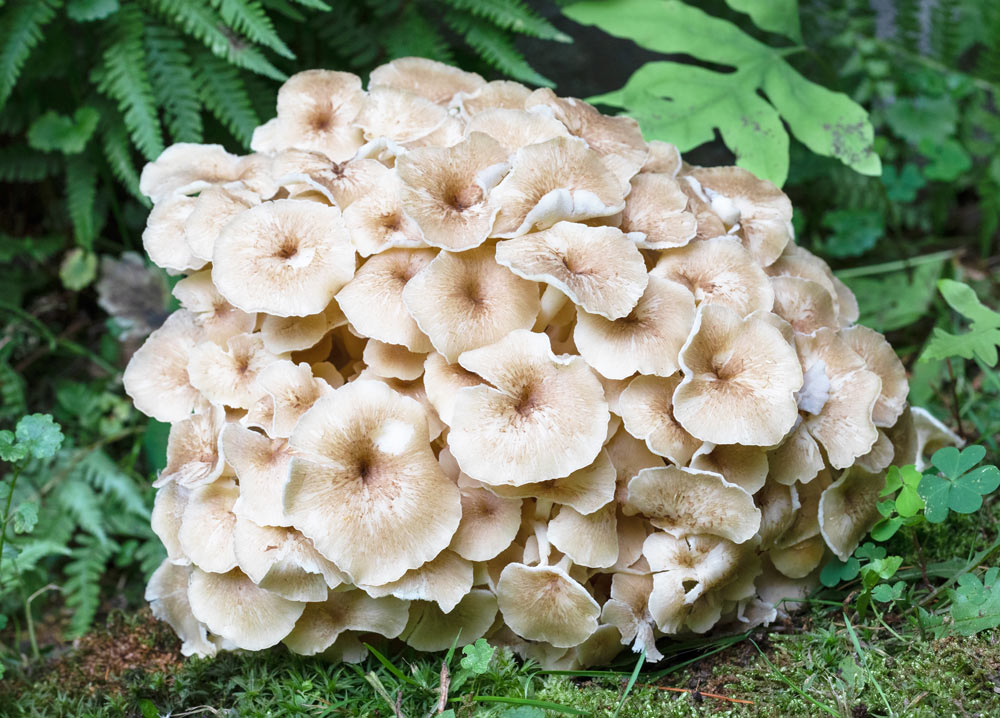 Polyporus - ciupercă medicinală