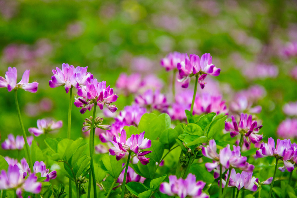 Sub formă de extract concentrat, Astragalus membranaceus e o armă antidiabetică
