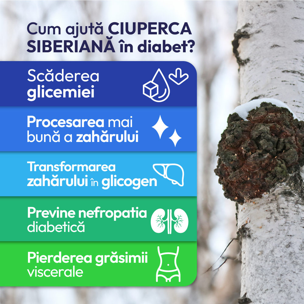 Chaga (Inonotus obliquus), e o adevărată comoară pentru metabolism