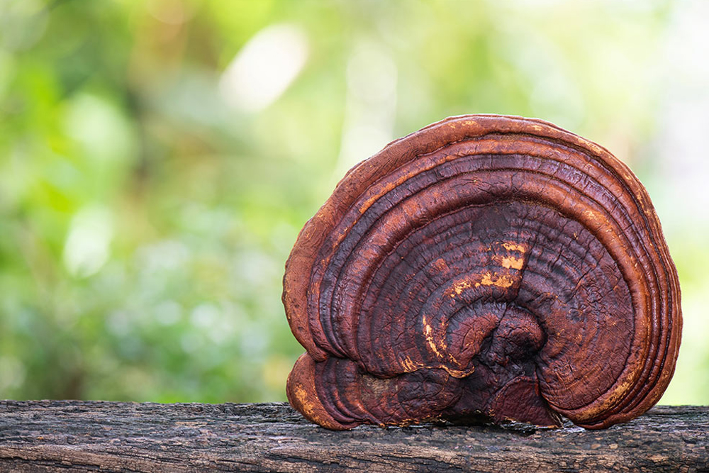 Ciuperca medicinală Reishi Ganoderma ajută la oprirea reacției exagerate declanșate de radiațiile UV-B
