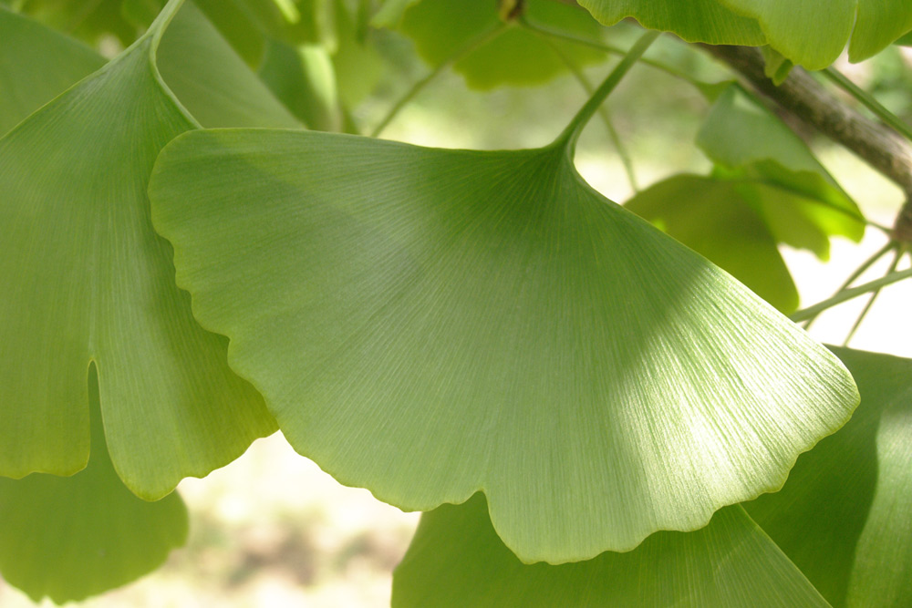 Ginkgo biloba îmbunătățește oxigenarea și capacitatea de efort a inimii
