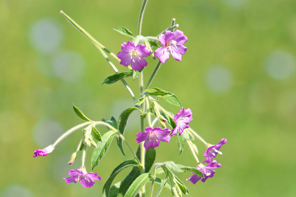 O PLANTĂ ROMÂNEASCĂ UITATĂ – PUFULIȚA CU FLORI MICI
