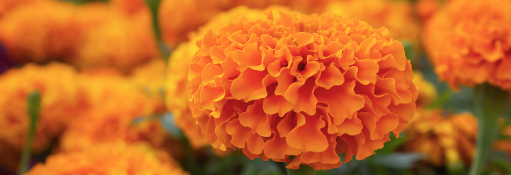 Luteina și zeaxantina sunt pigmenți din plante ce protejează ochii