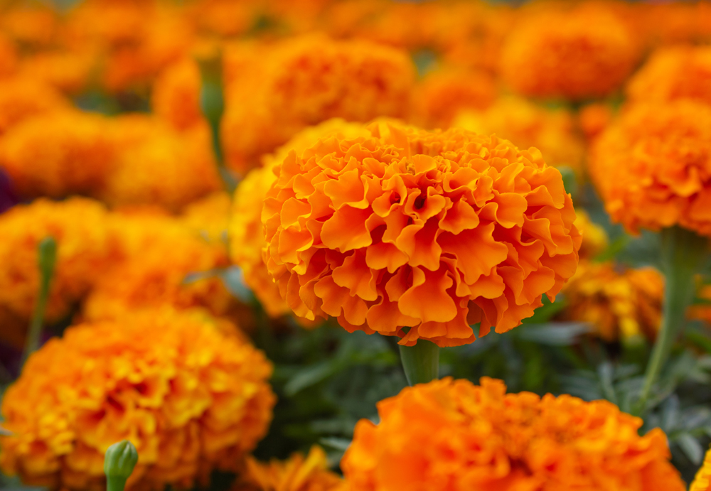 Luteina și zeaxantina sunt pigmenți din plante ce protejează ochii