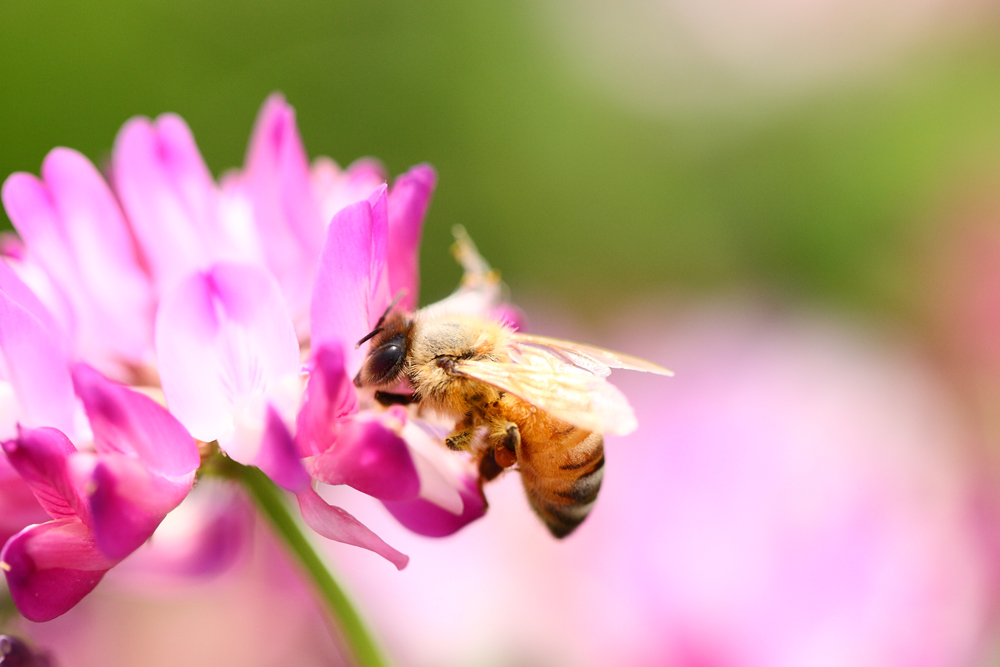 Remedii naturale răceală DVR Pharm