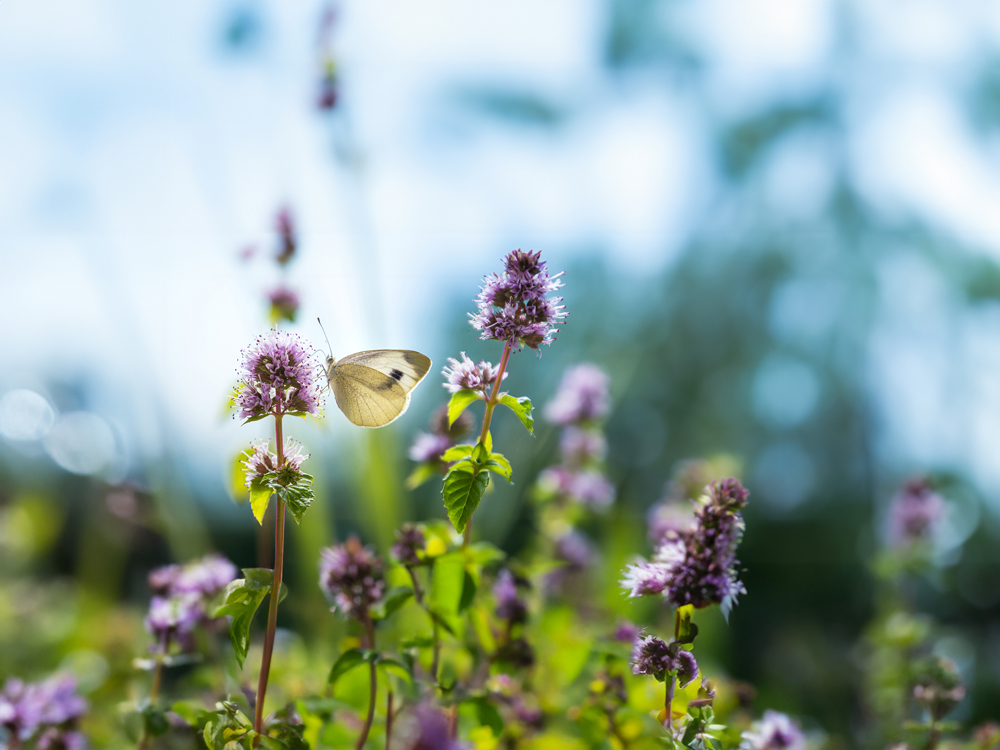 Nucleotidele și uleiul esențial de mentă ajută vindecarea în timpul răcelilor și gripelor