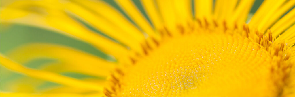 Plantele și ciupercile medicinale completează medicația în tratamentul astm bronșic