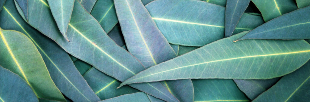 Siropul Telom-R Pulmonar și efectele sale în „punctele critice” ale astmului bronșic