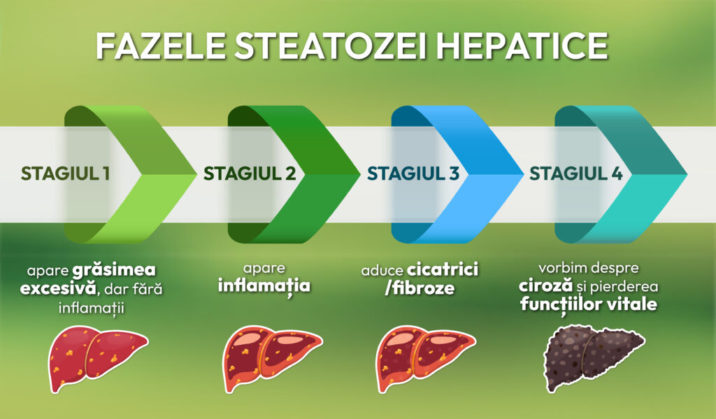 fazele steatozei hepatice